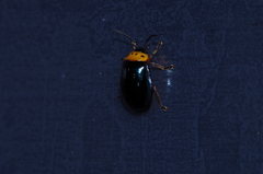 Morphosphaera caerulea