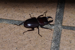 Serrognathus titanus okinawanus