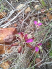 Polygala pubiflora