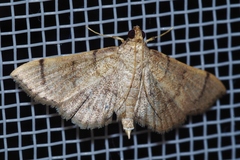 Omiodes decisalis
