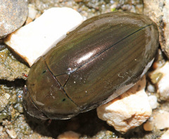 Hydrochara affinis