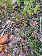 Polygala pubiflora