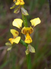 Diuris chrysantha