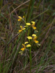 Diuris chrysantha