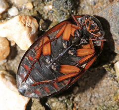 Hydrochara affinis