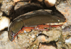 Hydrochara affinis