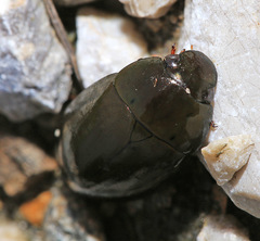 Hydrochara affinis