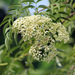 American Black Elderberry - Photo (c) Rison Thumboor, some rights reserved (CC BY-SA)