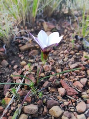 Romulea atrandra atrandra