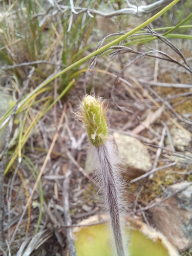 Image of Holothrix pilosa by (c) kevin koen, some rights reserved (CC BY-SA)
