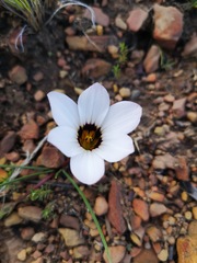 Romulea atrandra atrandra