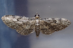 Eupithecia kuroshio