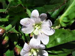 Epilobium billardiereanum