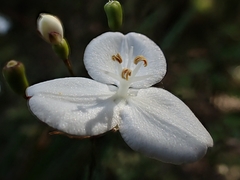 Libertia mooreae