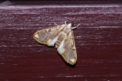 Cirrhochrista kosemponialis