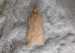 Helcystogramma rufescens