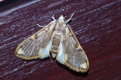 Cirrhochrista kosemponialis