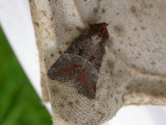 Mesoligia literosa