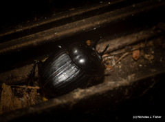 Onthophagus neostenocerus