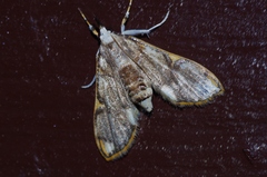 Cirrhochrista kosemponialis