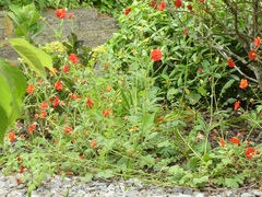 Geum quellyon
