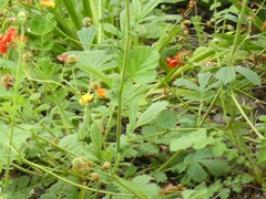 Geum quellyon
