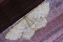 Idaea sakuraii