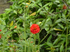 Geum quellyon