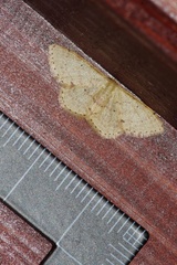 Idaea sakuraii