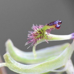 Arthrochilus prolixus