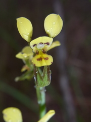 Diuris chrysantha