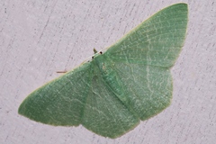 Thalassodes intaminata