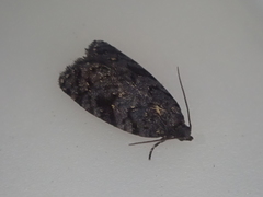 Tortrix molybditis