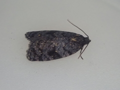 Tortrix molybditis