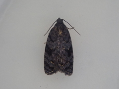Tortrix molybditis