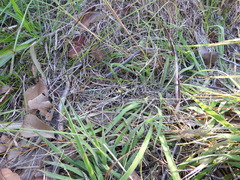 Arthrochilus prolixus