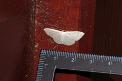 Scopula coniaria