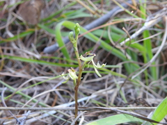 Arthrochilus prolixus