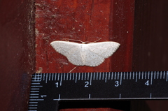 Scopula coniaria
