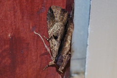 Ercheia dubia