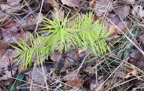 Pseudotsuga menziesii