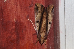Ercheia dubia