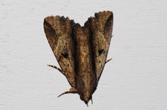 Ercheia dubia