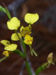 Diuris chrysantha