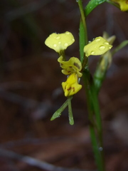 Diuris chrysantha