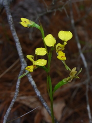 Diuris chrysantha