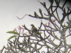 Eudynamys scolopaceus