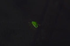 Glaucias subpunctatus