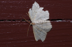 Scopula plumbearia