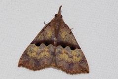Hypena sinuosa
